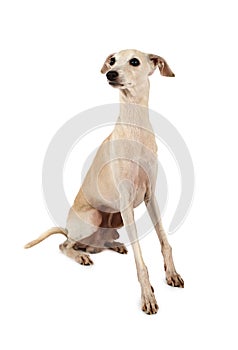 Italian Greyhound dogÃÂ isolated on a white photo